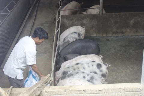 Ông Bình chăm chút đàn lợn của gia đình. (Ảnh: PV/Vietnam+) 