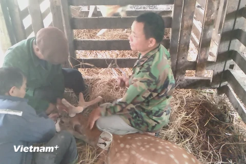 Hiện nay, toàn huyện Hương Sơn có khoảng 10.000 dân hộ nuôi hươu. (Ảnh: Anh Thùy/Vietnam+)