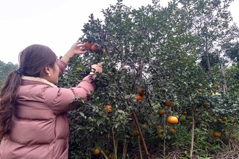 Cam bù được trồng nhiều tại huyện Hương Sơn (Hà Tĩnh) từ những năm 1960s. (Ảnh: Vietnam+)