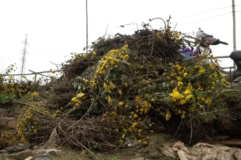 Nhiều loại hoa không bán được bị vứt lại thành từng bó lớn ở ven đường tại làng hoa Tây Tựu. (Ảnh: Lâm Phan)