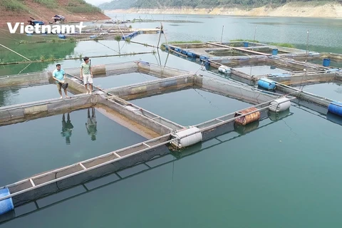 Mô hình cá lăng với 20 lồng nuôi trên mặt hồ thủy điện Hòa Bình (Ảnh: Lâm Phan/Vietnam+)