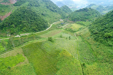 Toàn cảnh một thung lũng trồng thanh long tại Sơn La (Ảnh: Lâm Phan/Vietnam+)