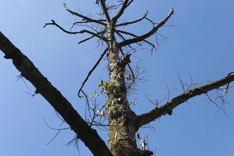 Một cây sầu riêng hơn mười năm tuôi chết khô tại Cai Lậy (Ảnh: Lâm Phan/Vietnam+) 