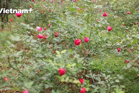 Vườn hồng đạt chuẩn hữu cơ (Ảnh: Lâm Phan/Vietnam+) 
