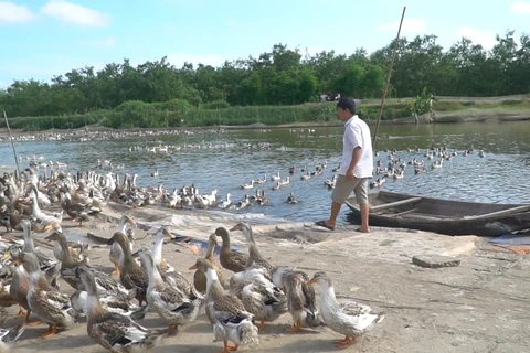 Môi hình nuôi vịt biển tại Hải Phòng (ảnh: Lâm Phan/Vietnam+)