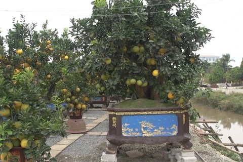 Một góc vườn bưởi của anh Đỗ Mạnh Hà (Ảnh: Lâm Phan/Vietnam+) 