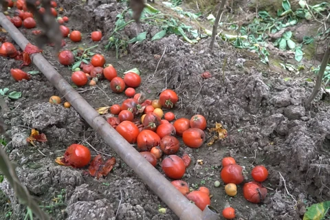Một ruộng cà chua tại Mê Linh, Hà Nội (Ảnh: Lâm Phan/Vietnam+) 