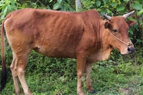 Một con bò bị nhiễm viêm da nổi cục (Ảnh: Quang Duy/TTXVN) 