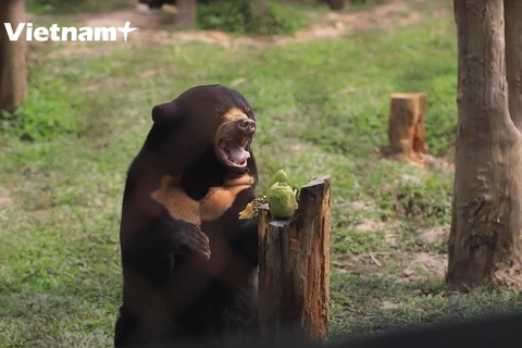 [Video] Khám phá “ngôi nhà an toàn” của các loài gấu Việt Nam 