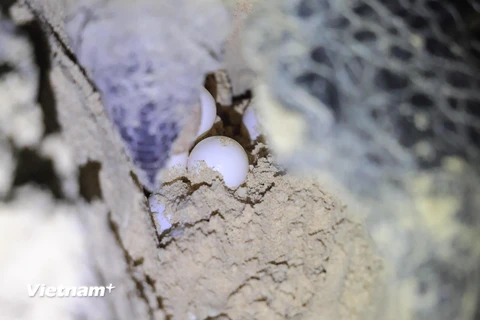 [Photo] Về Hòn Bảy Cạnh - Côn Đảo xem rùa mẹ đẻ trăm trứng mỗi đêm