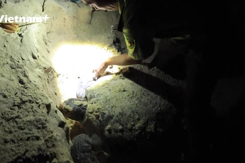 [Video] 'Hộ sinh' cho rùa biển: Niềm tự hào của những người kiểm lâm