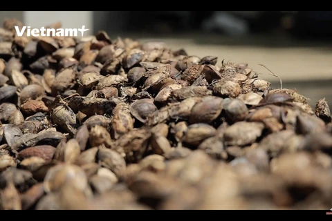 [Video] Mứt hạt bàng: Niềm tự hào của ẩm thực Côn Đảo 