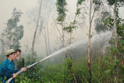 Cà Mau có gần 10.000ha rừng tràm khô hạn gay gắt