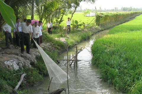 Nông dân tỉnh Cà Mau phấn khởi được mùa cá đồng