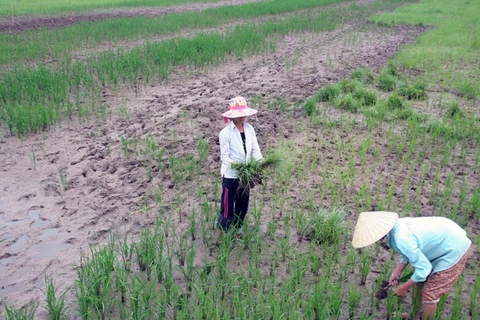 Cà Mau: Gần 20.000 ha đất sản xuất lúa bị nhiễm mặn