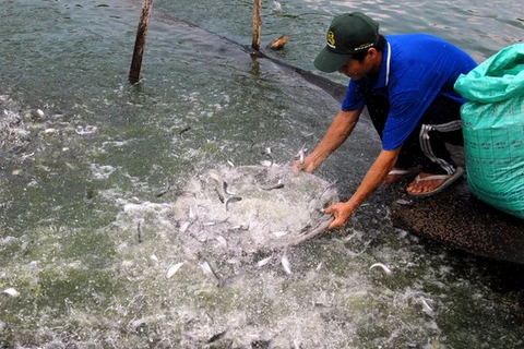 Người nuôi cá bống tượng ở tỉnh Cà Mau bị thua lỗ nặng
