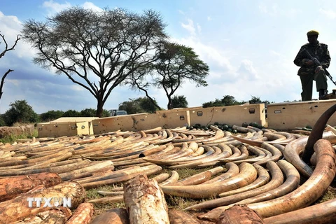 Báo động nạn săn trộm voi tại Cộng hòa Dân chủ Congo
