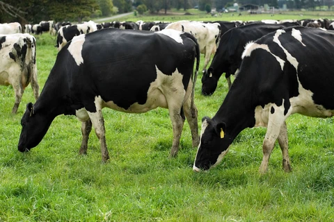 hổ Nhĩ Kỳ đã đưa những con bò thuộc giống Holstein về Hà Lan. (Nguồn: BusinessRay)