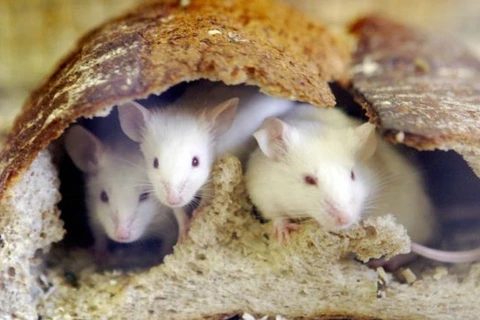 Theo lời cựu giám đốc cảnh sát Pilar, chuột đã ăn hết hơn nửa tấn cần sa. (Nguồn: BBC)