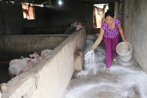 Toàn cảnh nỗ lực phòng chống dịch tả lợn châu Phi của Việt Nam
