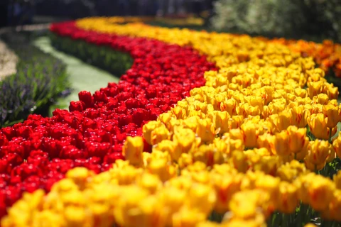 Keukenhof hay còn gọi Vườn châu Âu, là một trong những vườn hoa lớn nhất thế giới. (Ảnh: Hoàng Long)