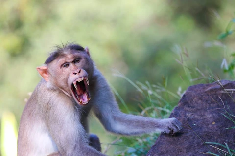 Nạn đói khiến khỉ ào xuống tấn công trẻ em ở Ethiopia