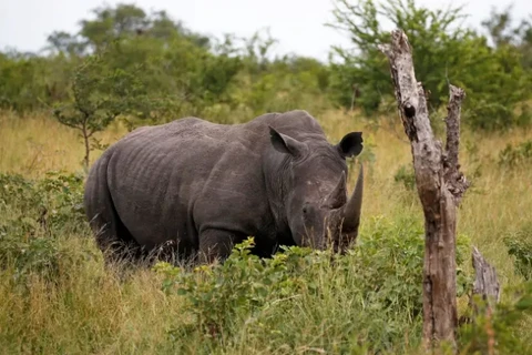 Tê giác được đưa trở lại Mozambique sau nhiều thập kỷ tuyệt chủng. (Nguồn: New York Post)