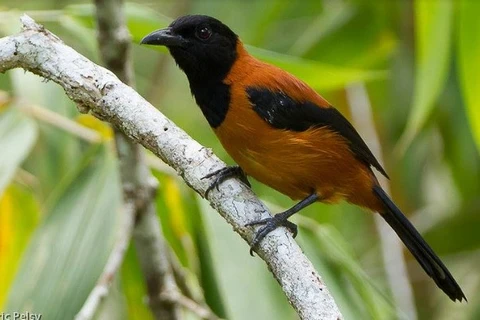 Pitohui, loài chim có độc duy nhất trên thế giới ở Papua New Guinea