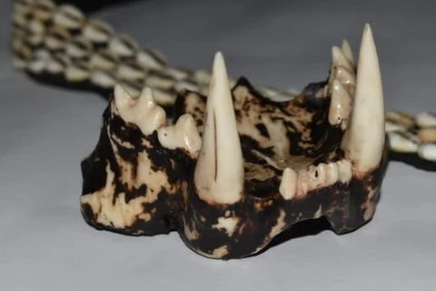 Răng hổ in 3D và công nghệ chứa hy vọng cứu mạng động vật hoang dã