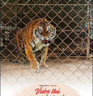Vườn thú, trại hổ bảo tồn: Động vật “sách đỏ” cũng thành cao