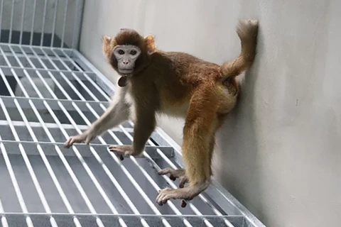 Retro là con khỉ vàng đã được các nhà khoa học Trung Quốc tạo ra bằng phương thức nhân bản vô tính. (Nguồn: CNN)