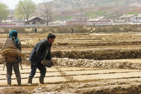 Triều Tiên thử nghiệm mô hình "khoán nông nghiệp"