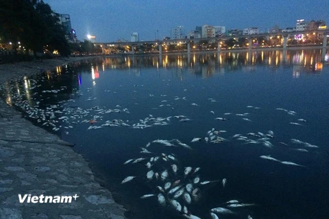 Cá chết trắng hồ Hoàng Cầu. (Ảnh: Minh Sơn/Vietnam+)