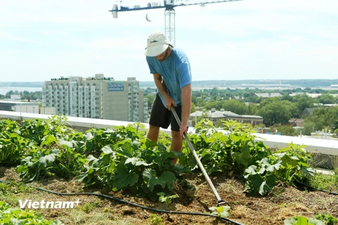 Từ những luống rau, củ xanh mướt tại mặt sân thượng này, người ta có thể hình dung được một khái niệm mới về nông nghiệp đô thị của nước Mỹ. (Ảnh: Trần Long/Vietnam+)