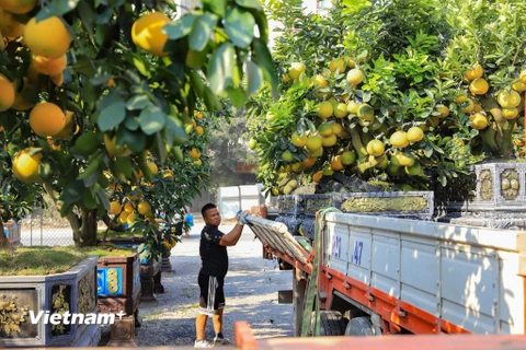 Vườn bưởi cảnh tiền tỷ tại Văn Giang sẵn sàng phục vụ Tết Quý Mão