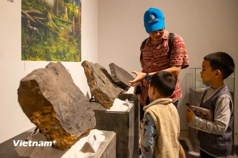 Chiêm ngưỡng bộ sưu tập hóa thạch lịch sử Trái Đất tại Bảo tàng Hà Nội 
