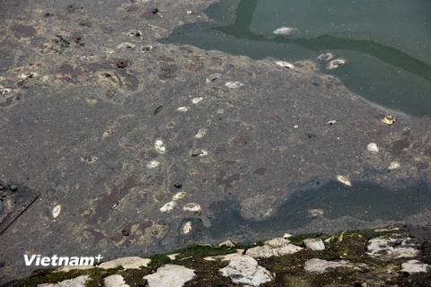Hồ nước trong công viên Thiên văn học ở Hà Nội ô nhiễm vì cá chết 