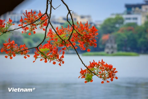 [Photo] Ngắm phố phường Thủ đô Hà Nội rực rỡ sắc hoa phượng đỏ 