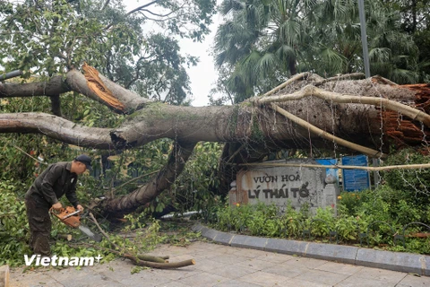 Hà Nội: Tiếp tục khẩn trương dọn dẹp cây xanh bị đổ sau siêu bão Yagi