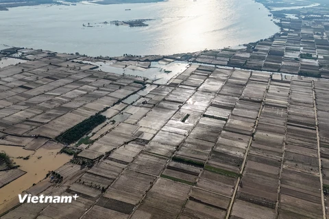 Lũ “thổi bay” vựa rau lớn nhất Hà Nội, nhiều nơi chưa thể trồng lại dù nước rút