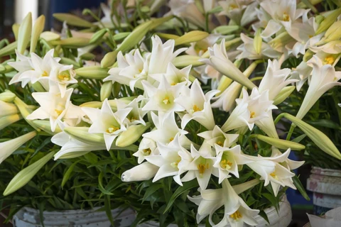 Hà Nội vào hè, hoa loa kèn nở rộ, gọi tháng Tư về nơi những cánh trắng tinh khôi. (Ảnh: Hương Lý/Vietnam+)