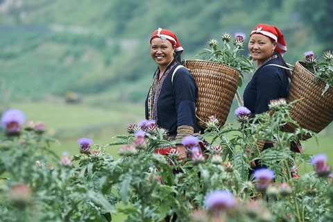 Những người phụ nữ dân tộc Dao tham gia dự án GREAT nhằm hướng tới sự phát triển kinh tế và bình đẳng giới. (Ảnh: Australian Aid)