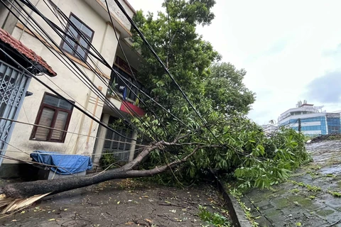 Mưa bão gây đổ cây tại Hà Nội. (Ảnh: PV/Vietnam+)