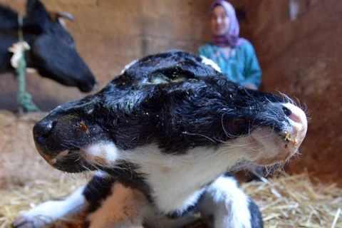 Con bê sinh ra có hai đầu vẫn khỏe mạnh ở Maroc