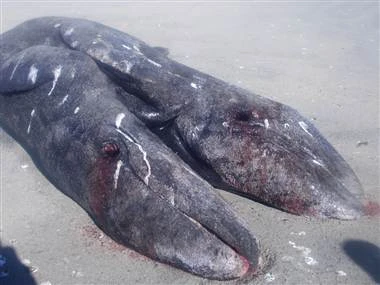 Hai con cá voi dính liền chỉ sống được vài giờ sau khi dạt vào bờ (Nguồn: AP)