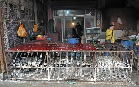 Hoạt động bán gia cầm sống ở Trung Quốc đã bị siết chặt (Nguồn: TTXVN)