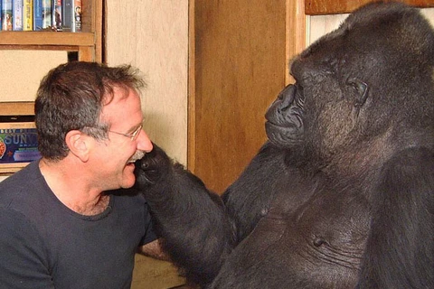 Cô khỉ Gorilla "khóc" khi nghe tin bạn thân Robin Williams qua đời