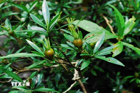 Khánh Hòa: Tìm thấy ba loài thực vật mới tại Hòn Bà