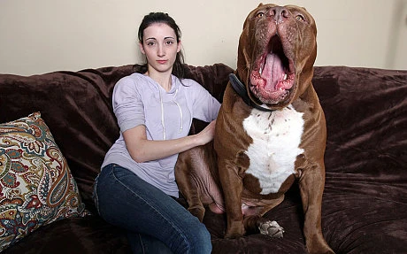 Con pitbull khổng lồ có thể ngoạm cánh tay người như...xỉa răng