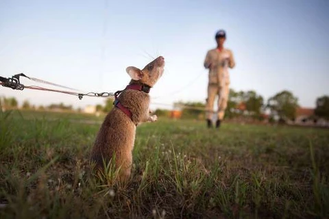 "Chuyên gia chuột" giúp Campuchia gỡ bom mìn sót lại từ chiến tranh